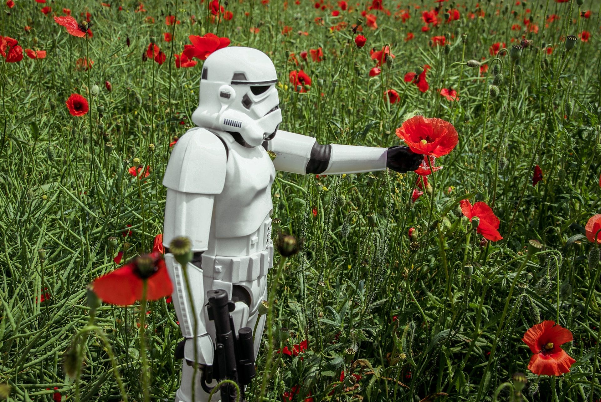 a stormtrooper picking up a flower
