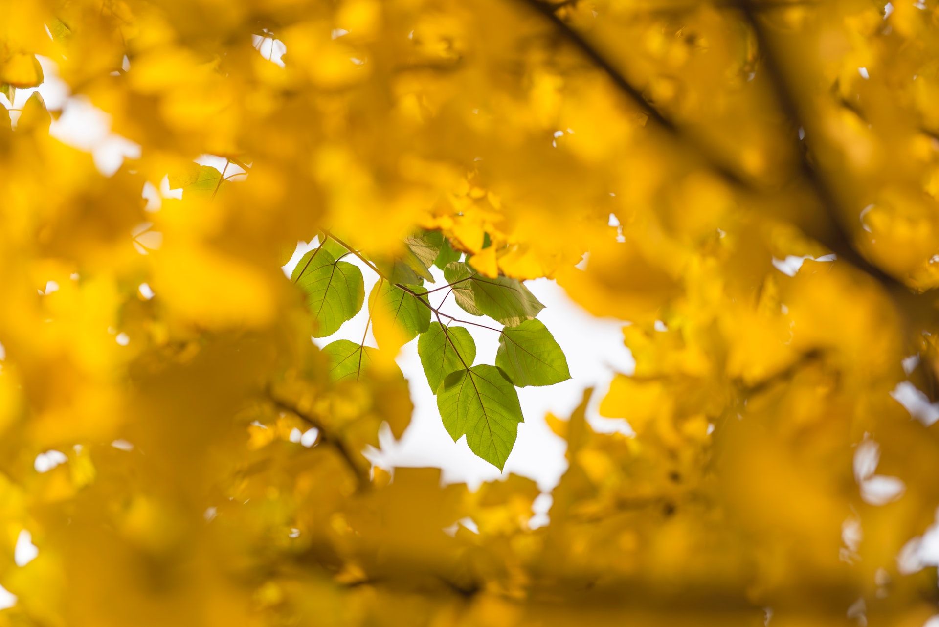 green leaves surrounded by yellow ones